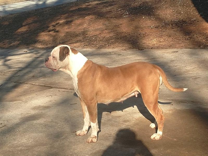 Tucker's Lulu | American Bulldog 