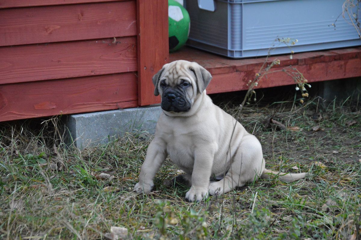 Sassy Girl Double Dash | Bullmastiff 