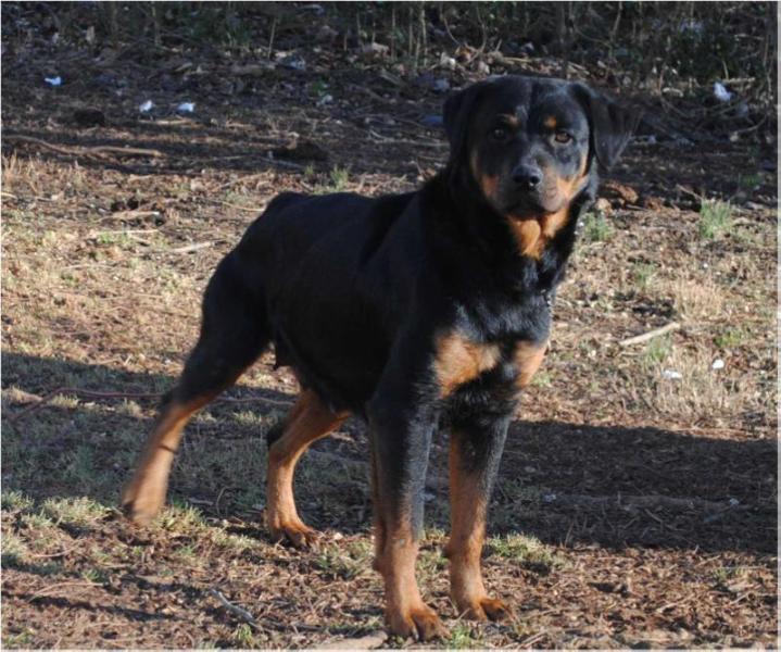 Georgia Rose Von Lefler | Rottweiler 