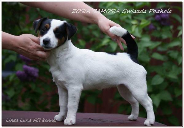 ZOSIA SAMOSIA Gwiazda Podhala | Jack Russell Terrier 