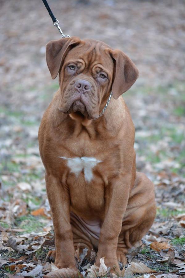 Old School's Envy Of Us All | Dogue de Bordeaux 