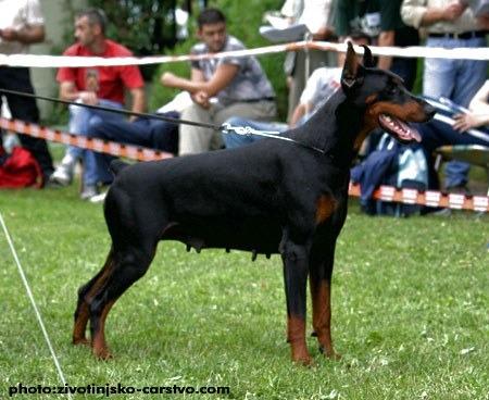 Elly Elipsse Black Novak | Black Doberman Pinscher