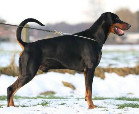 Enzo v.d. Donauhoeve | Black Doberman Pinscher