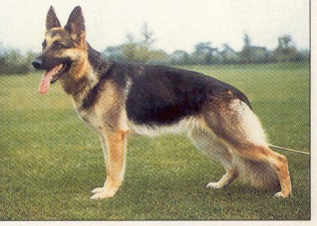 Xanda von Haus Hanne | German Shepherd Dog 