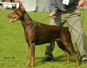 Tahi-Réme Genett | Brown Doberman Pinscher