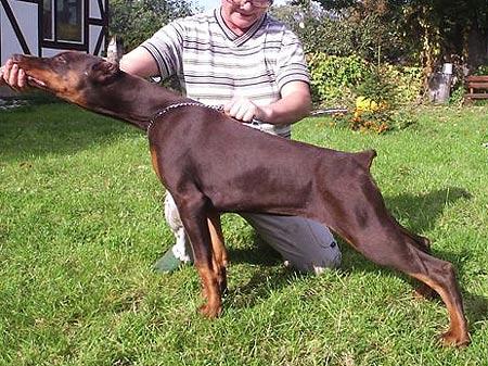 Smart Wood Hills Omega | Brown Doberman Pinscher