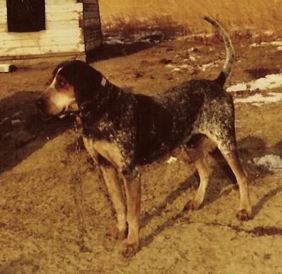 Adkins Blue Dog Henry | Bluetick Coonhound 