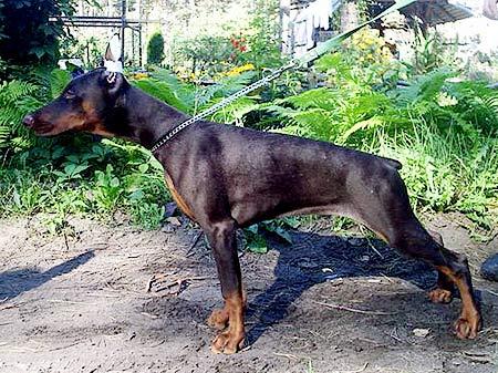 Smart Wood Hills Orsa | Brown Doberman Pinscher