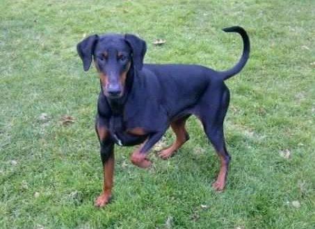 Koda (NHSB 2537450) | Black Doberman Pinscher