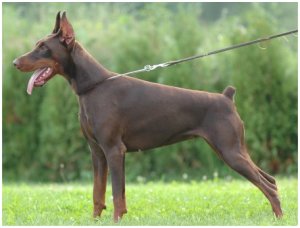 Gitta of Blackmagic Land | Brown Doberman Pinscher