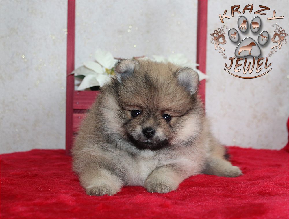 Crazy Jewel Liana Beauty Queen | German Spitz 