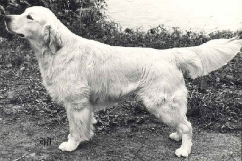 Noravon Lucius | Golden Retriever 