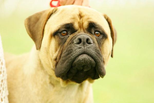 Bullstock´s Tierra Cabo Blanco | Bullmastiff 