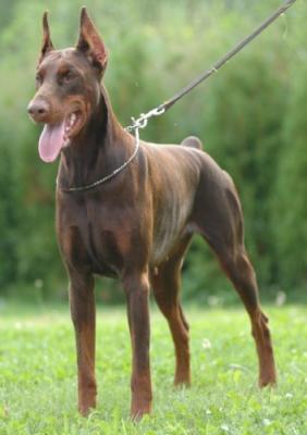 Ginger of Blackmagic Land | Brown Doberman Pinscher