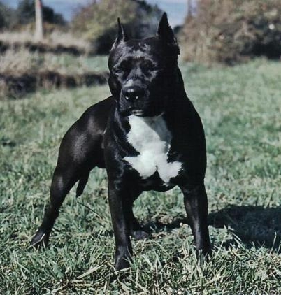 Power Team du Val d'Arijan | American Staffordshire Terrier 