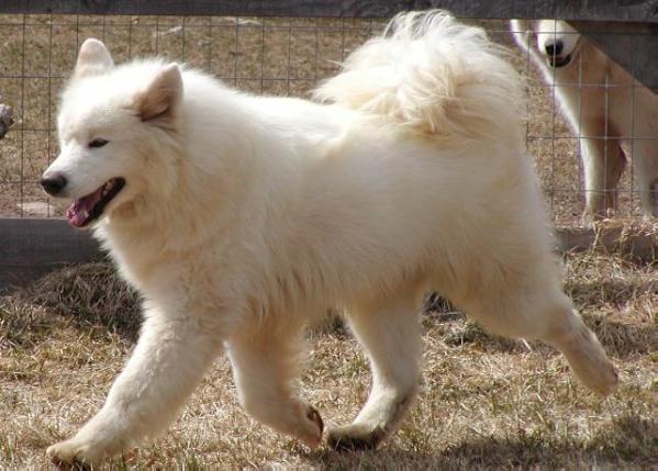 Shall We Dance At Chatanika | Samoyed 