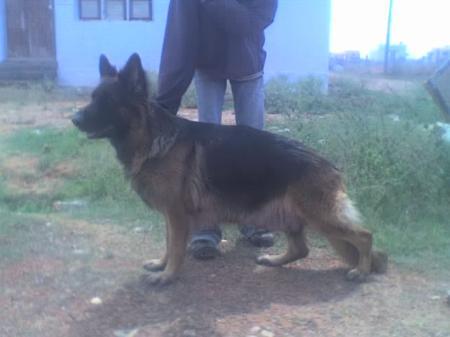 Sansburg Gissie | German Shepherd Dog 