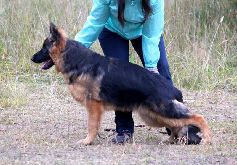 Strong and Soft Jazz | German Shepherd Dog 