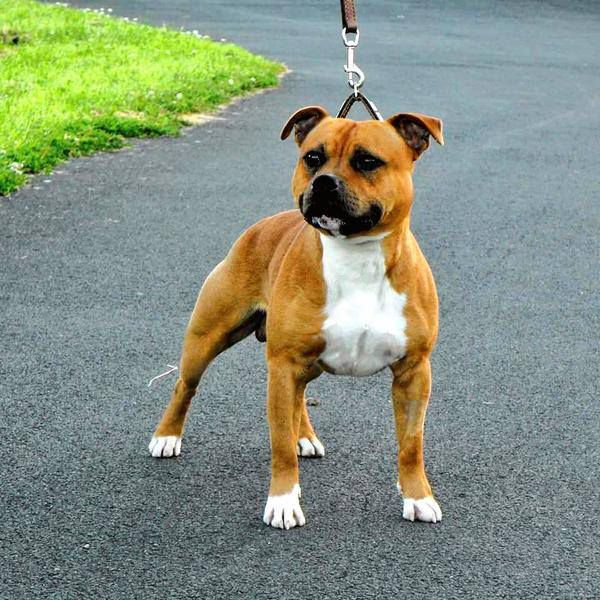 Pendlestaff Firestorm | Staffordshire Bull Terrier 