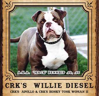 Cattle Rusler Kennel's  Willie Diesel | Olde English Bulldogge 