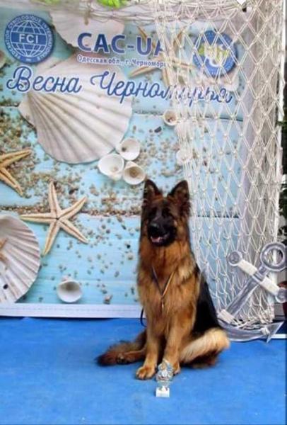 Aidana Die Seele des Herdes | German Shepherd Dog 
