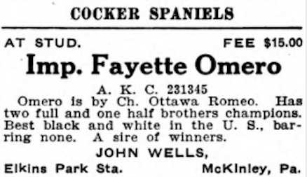 Fayette Omero (231345) | American Cocker Spaniel 