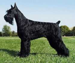 Histyle's Late Night | Giant Schnauzer 