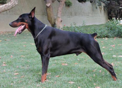 Carl z Padoku | Black Doberman Pinscher