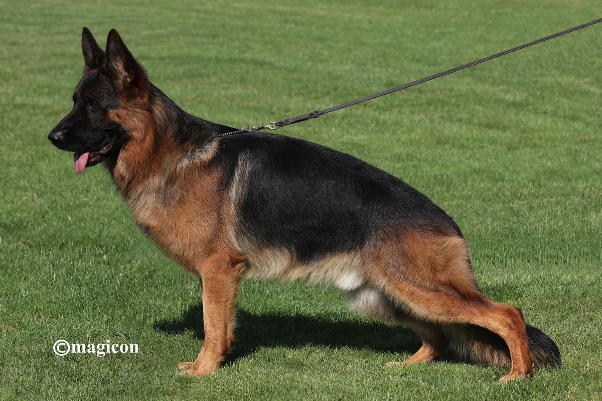 Jim vom Messina | German Shepherd Dog 