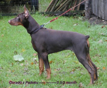 Corado z Padoku | Brown Doberman Pinscher