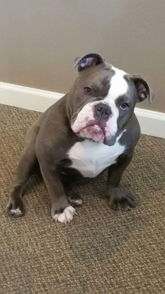 Trinh's Cali Girl | Olde English Bulldogge 