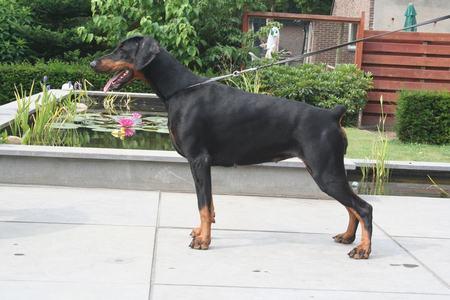 Carol-Kaylee z Padoku | Black Doberman Pinscher