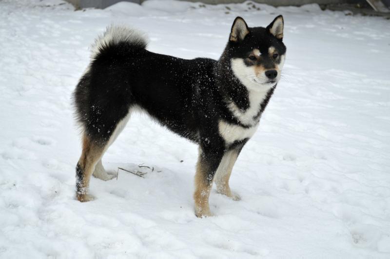 GAIA WAKIZASHI OF TIANITO | Shiba Inu 