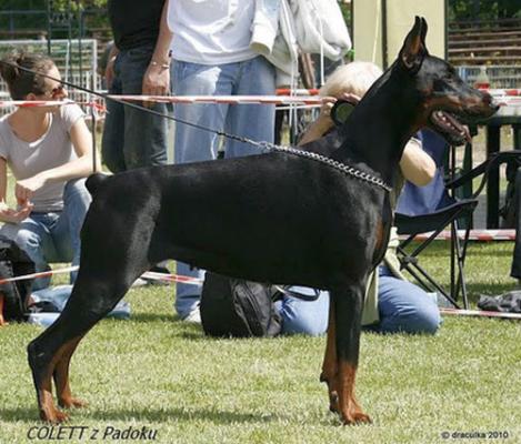 Colett z Padoku | Black Doberman Pinscher