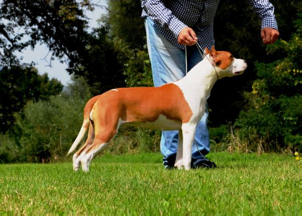 Remember Me Long Step | American Staffordshire Terrier 
