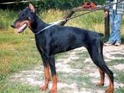 Gvendolin Vendetta iz Galakuna | Black Doberman Pinscher