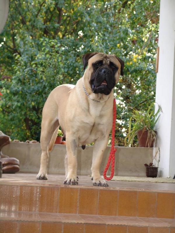 Székely Szentkirályi Gésa | Bullmastiff 