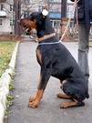 Lars Korsar iz Galakuna | Black Doberman Pinscher