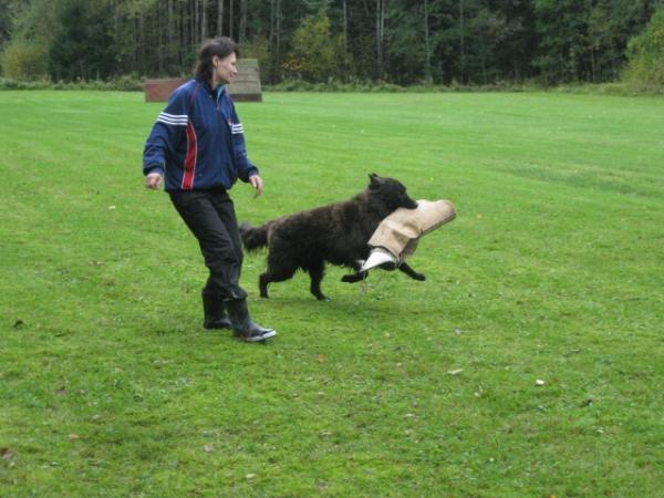 Konnamuorin Joonatan | Dutch Shepherd 