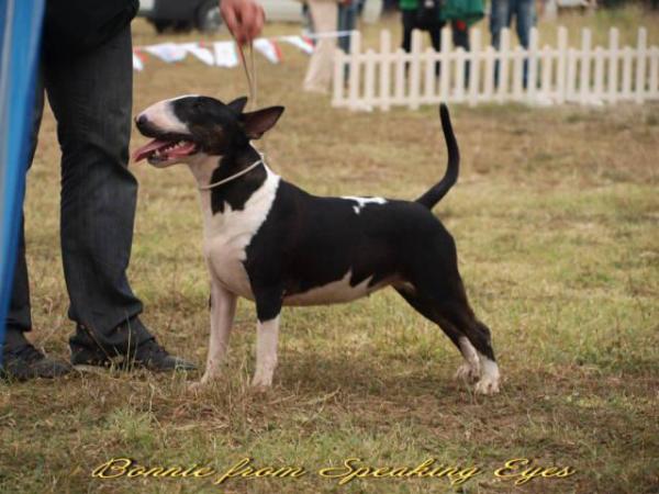 Bonnie From Speaking Eyes | Bull Terrier 