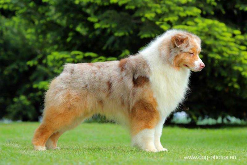 Bayshore's Copy Cat At Stonehaven | Australian Shepherd 
