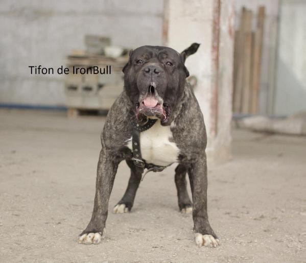 Tifon de IronBull | Perro de Presa Canario 