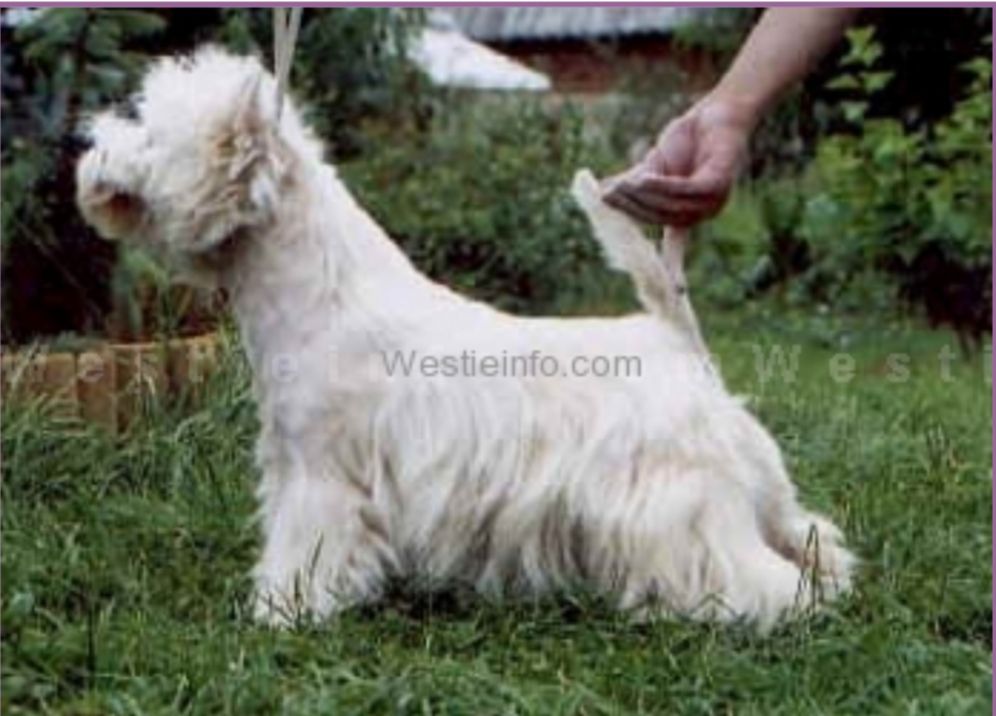 Hay Dee White Oleander | West Highland White Terrier 