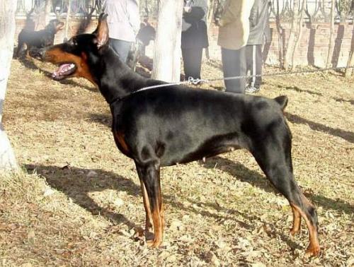 Laskovaya Lesya Karinyosa iz Galakuna | Black Doberman Pinscher