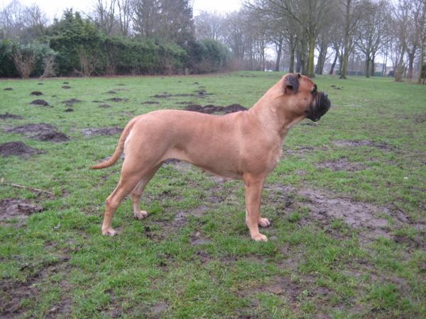 Social Giant Pam | Bullmastiff 