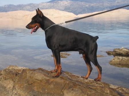 Elvis Best of Sea | Black Doberman Pinscher