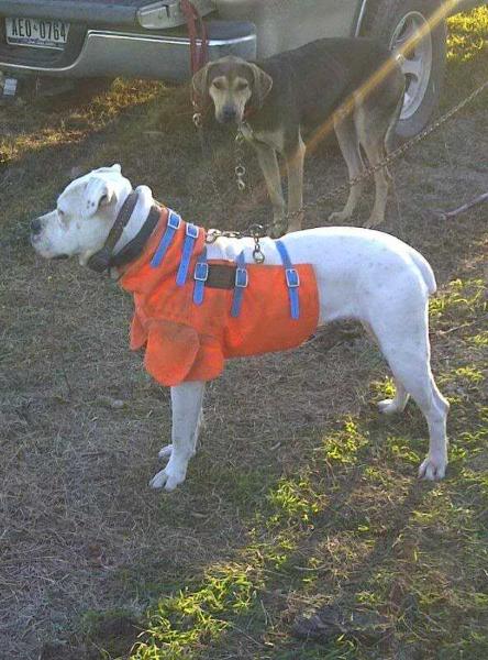 M &amp; T's Tinkerbell aka Tink | American Bulldog 