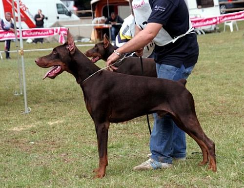 Red Rascal del Fiorsilva | Brown Doberman Pinscher