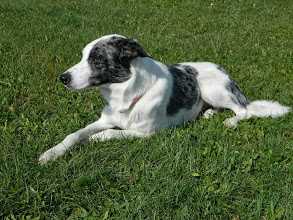 Cassie ABC 367242 | Border Collie 