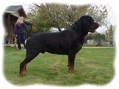 Jeneck’s der Panzer | Rottweiler 